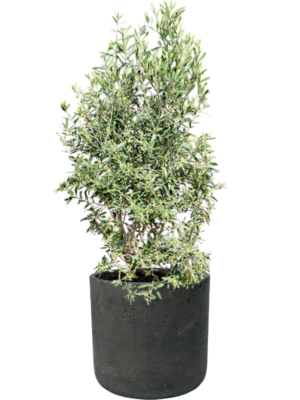 Olea europaea (120-130) en Rough