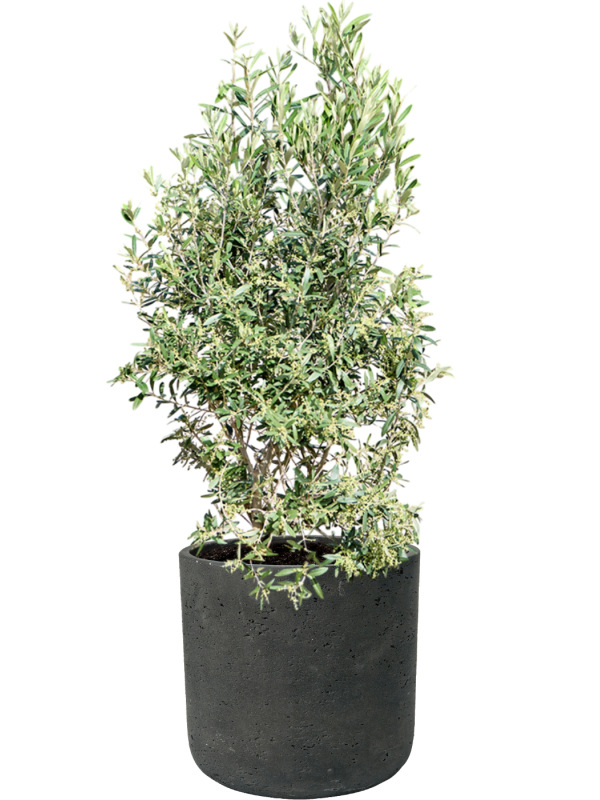 Olea europaea (120-130) en Rough, Pottery Pots