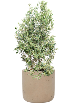 Olea europaea (120-130) en Rough