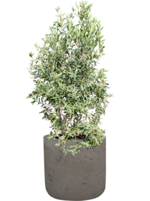 Olea europaea (120-130) en Rough