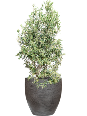 Olea europaea (120-130) en Baq Algar