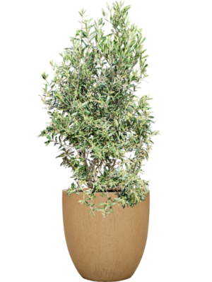 Olea europaea (120-130) en Baq Raindrop