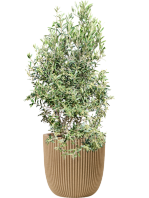 Olea europaea (120-130) en Capi Nature Groove NL