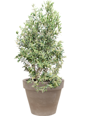 Olea europaea (120-130) en Terra Cotta