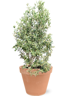 Olea europaea (120-130) en Terra Cotta