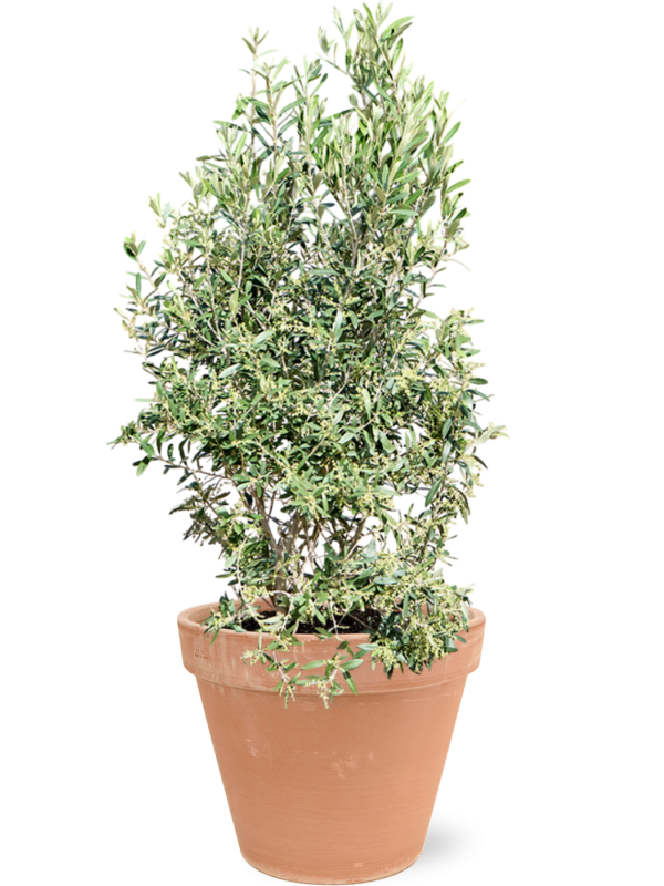 Olea europaea (120-130) en Terra Cotta, Den Daas