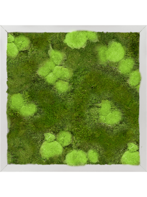 Tableau De Mousse