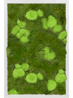 Tableau De Mousse