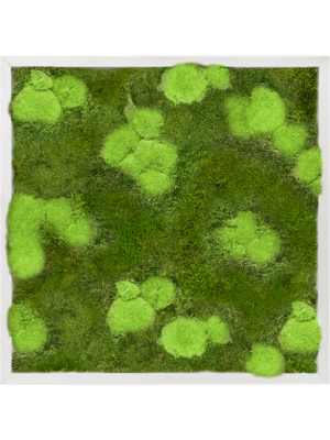 Tableau De Mousse