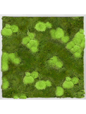 Tableau De Mousse