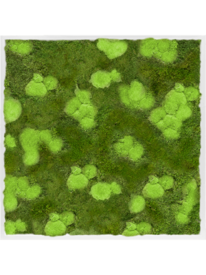 Tableau De Mousse