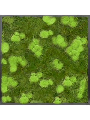 Tableau De Mousse