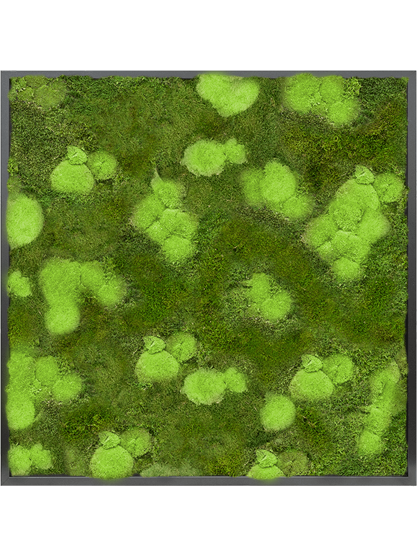 Tableau De Mousse