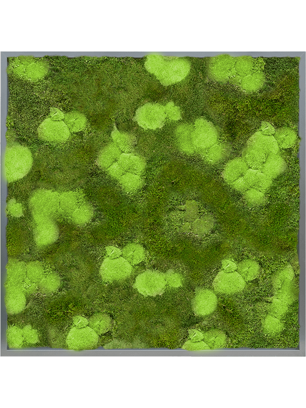 Tableau De Mousse
