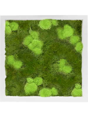 Tableau De Mousse