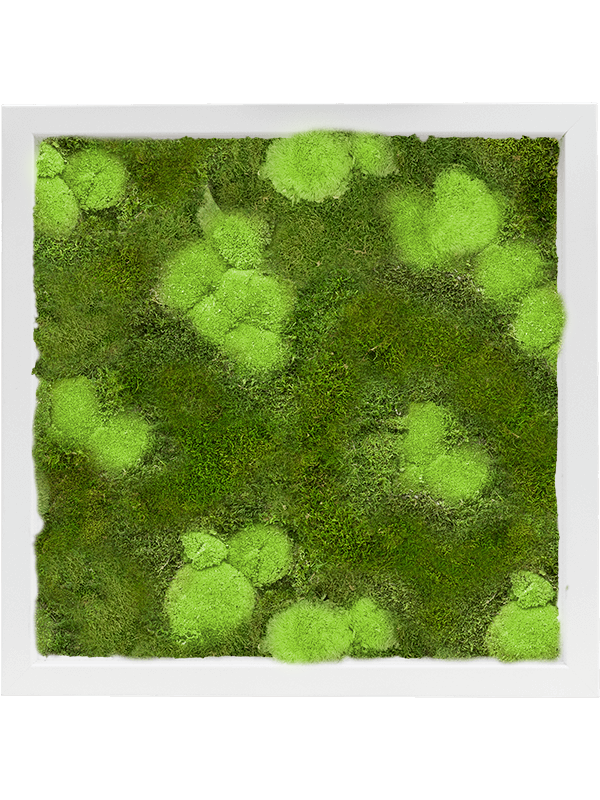 Tableau De Mousse