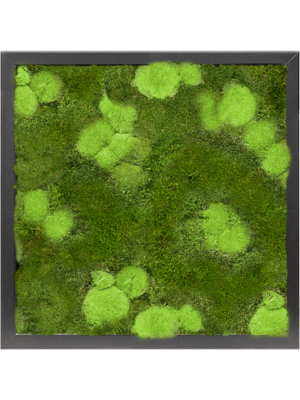 Tableau De Mousse