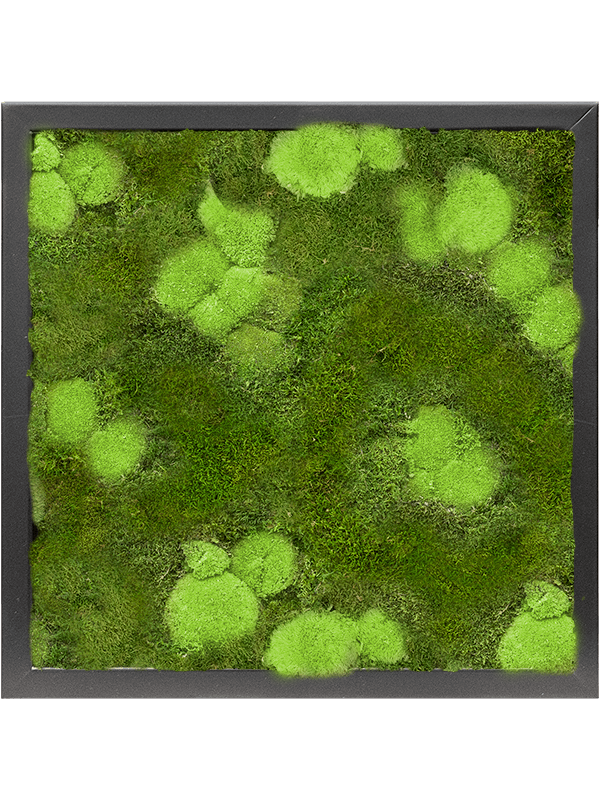 Tableau De Mousse