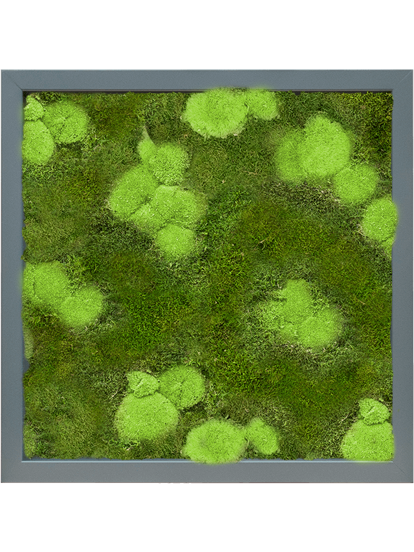 Tableau De Mousse