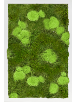 Tableau De Mousse
