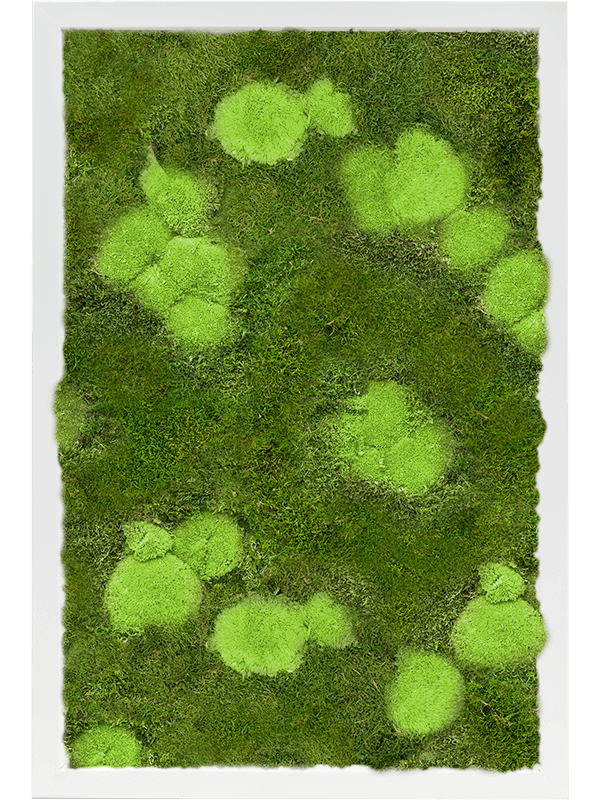 Tableau De Mousse