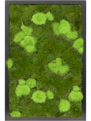 Tableau De Mousse