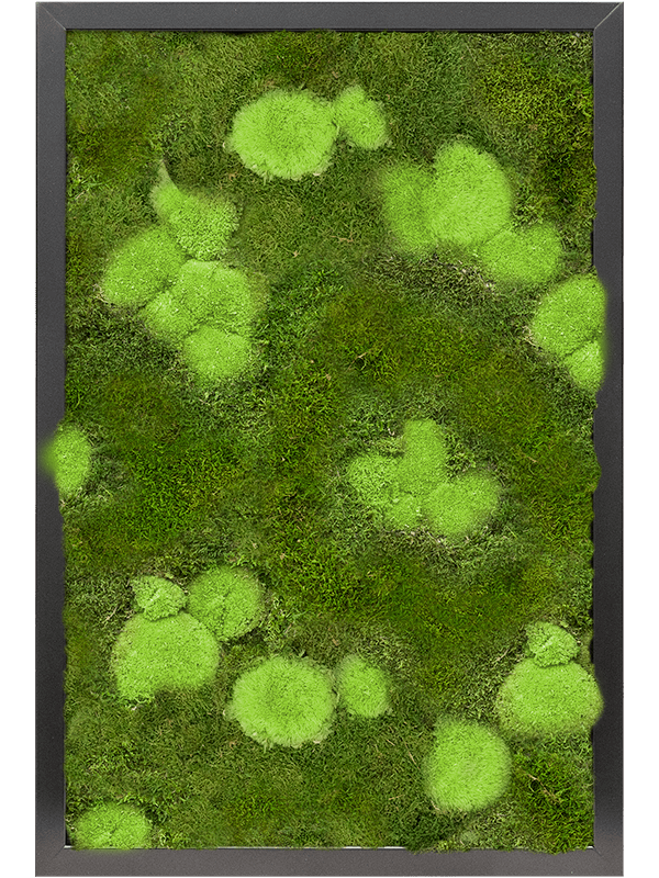 Tableau De Mousse