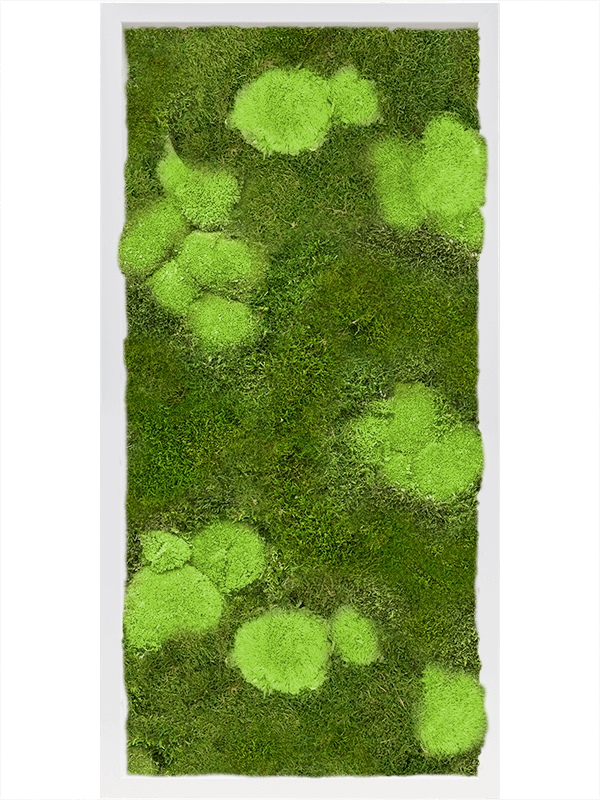 Tableau De Mousse