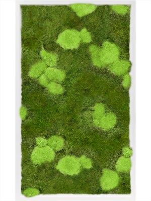 Tableau De Mousse