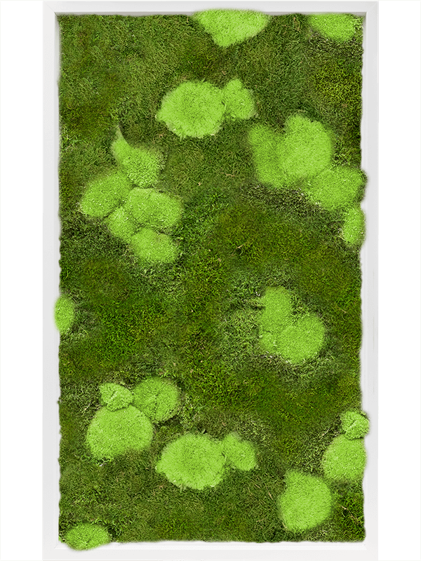 Tableau De Mousse