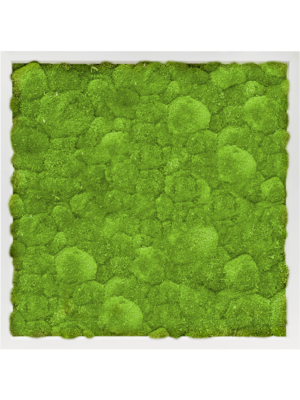 Tableau De Mousse