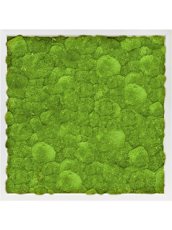 Tableau De Mousse