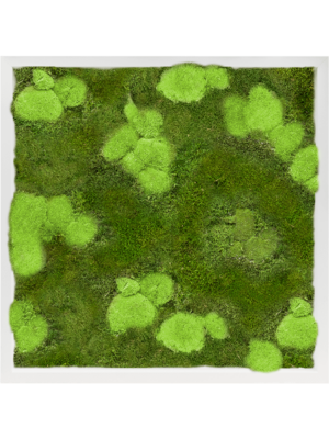 Tableau De Mousse