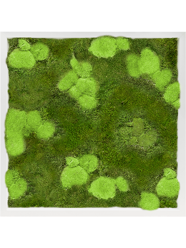 Tableau De Mousse