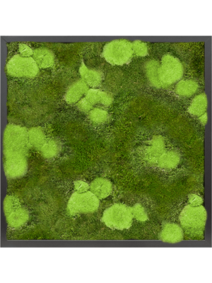 Tableau De Mousse