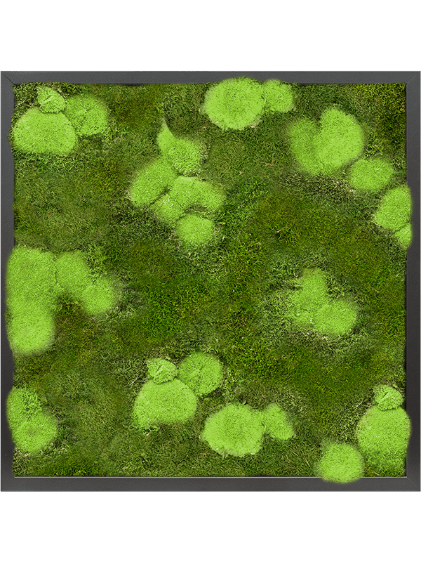 Tableau De Mousse
