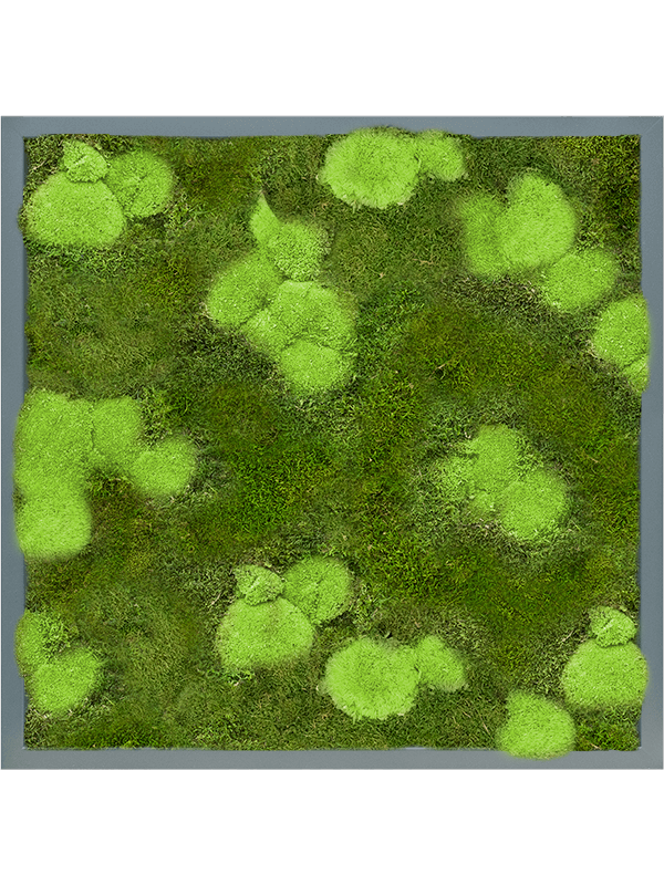 Tableau De Mousse