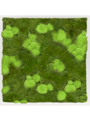 Tableau De Mousse