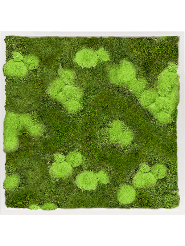 Tableau De Mousse