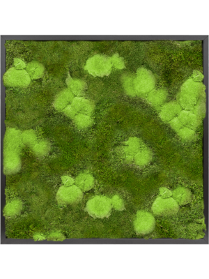 Tableau De Mousse