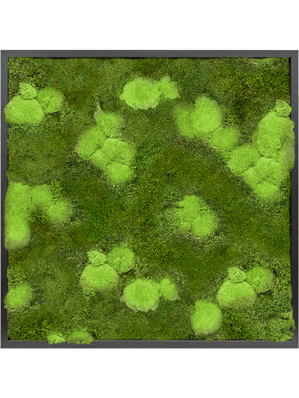 Tableau De Mousse