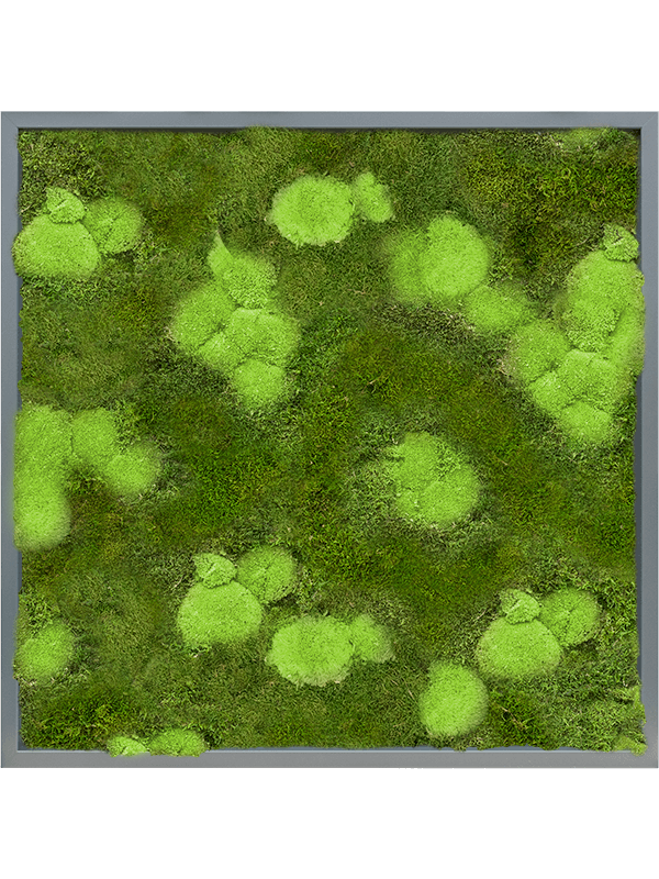 Tableau De Mousse