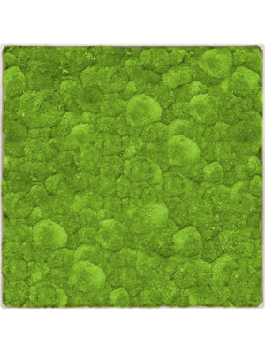 Tableau De Mousse