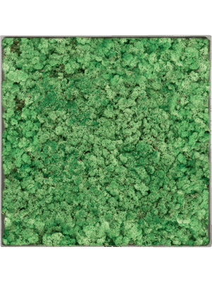 Tableau De Mousse