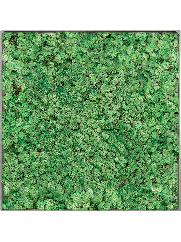 Tableau De Mousse
