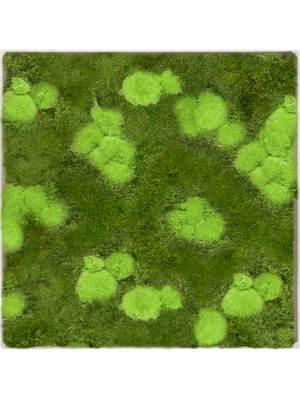Tableau De Mousse