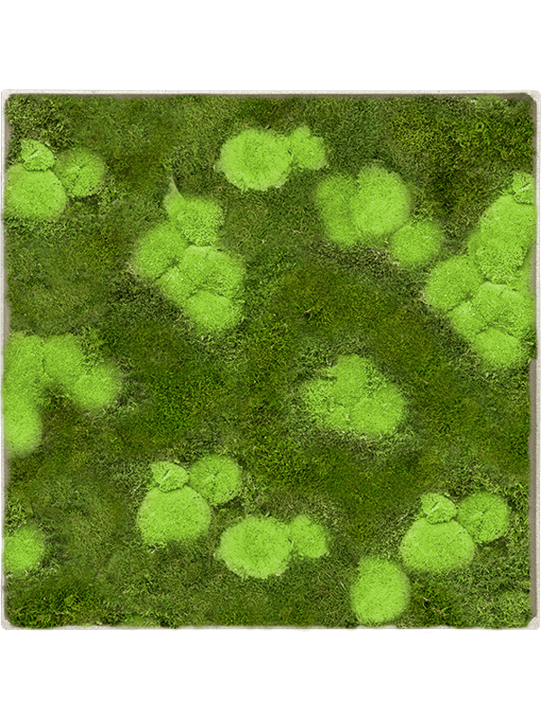 Tableau De Mousse