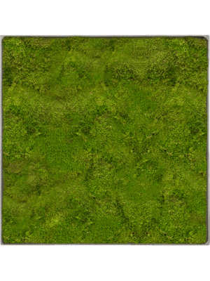 Tableau De Mousse