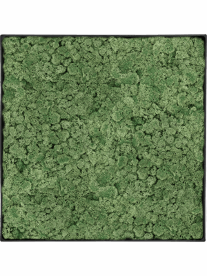 Tableau De Mousse