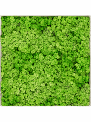 Tableau De Mousse